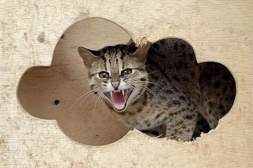 Indonesian Rainforest